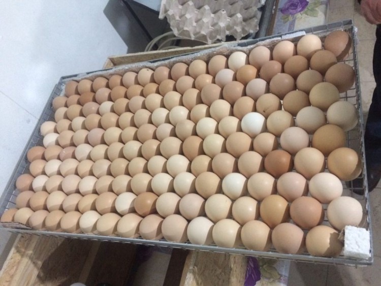 Где Можно Купить Инкубационные Яйца Бройлера